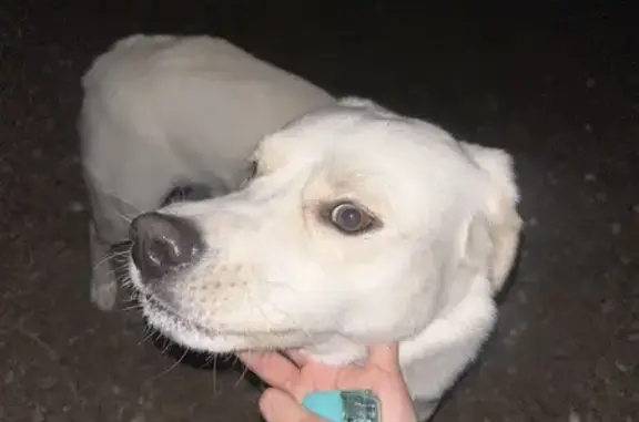 Found: White Dog on Plaza Taurina Dr, El Paso