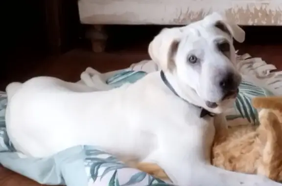 Animaux perdus , photo: Chienne disparue à Fajac-la-Relenque