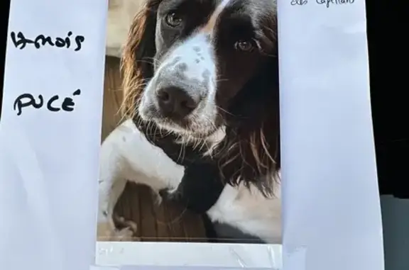 Animaux perdus Saint-Cyprien-Plage, photo: Chien disparu: ULYA, 17 mois, St-Cyprien