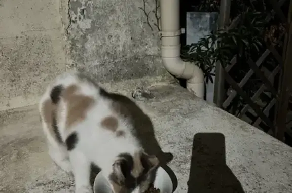 Chat sociable sans queue trouvé à Fouras - photo