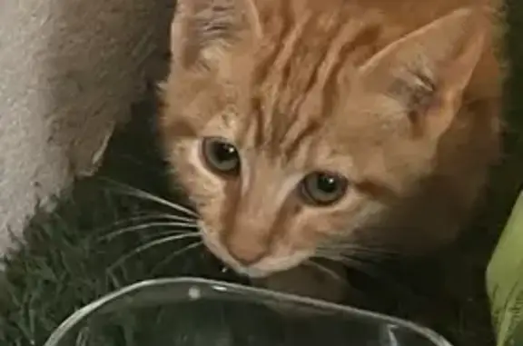 Chaton roux trouvé Avenue Boscary-Monsservin - photo