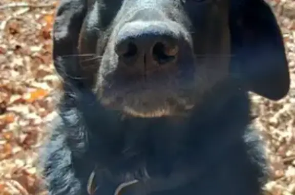 Chien perdu Les Sables-d'Olonne, photo : Chien noir perdu près boulangerie Les Sables