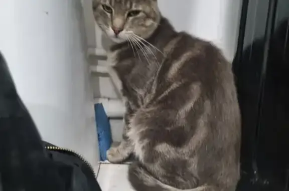 Chat trouvé à Libercourt, cherche famille - photo