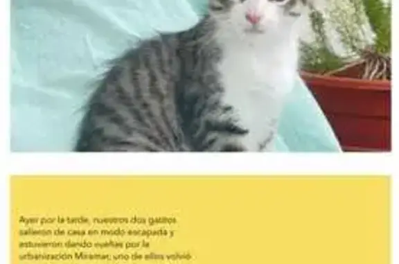 ¡Gato Perdido en Carrer de ses Gorgònies!