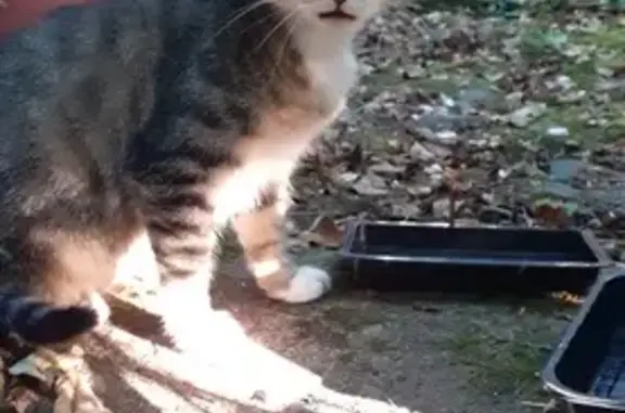 Chat tigré/blanc trouvé à Chamboulive - photo