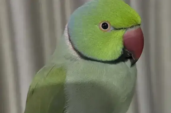 Lost Green Ringneck Parrot in Yishun 71, SGP