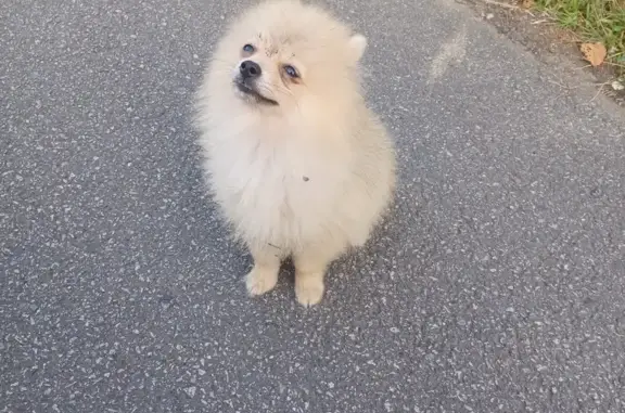 Chien trouvé Loudun, photo: Petit chien trouvé, déposé à la clinique