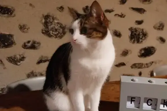 Animaux perdus Pézilla-la-Rivière, photo: Chatte tigrée-blanche perdue à Pézilla