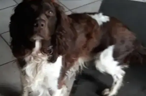 Animaux perdus , photo: Chien disparu à Polminhac: Springer spaniel