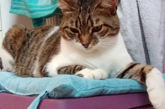 Chatte Européenne Blanche Tigrée Perdue à Sarreguemines - photo