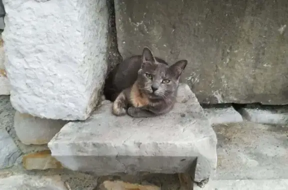 Chatte écailles de tortue perdue à Sauveterre - photo