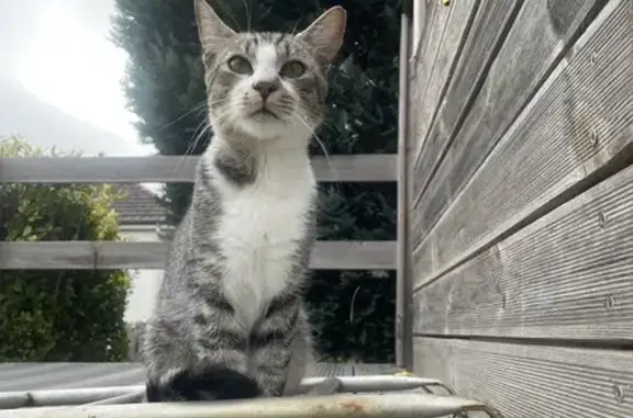 Chat tricolore mâle trouvé Rue Valéry Leroux - photo