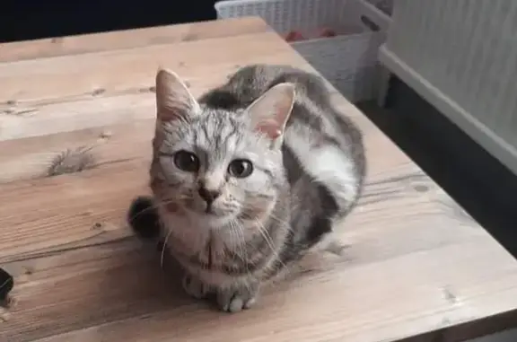 Animaux perdus Haybes, photo: Chatte stérilisée noire perdue à Haybes