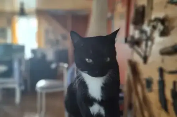 Chat noir et blanc perdu à Saint-Malo - photo