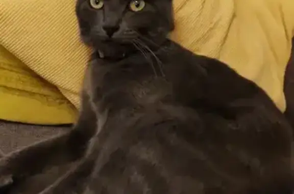 Animaux perdus , photo: Chat gris perdu, collier rouge, Ambilly