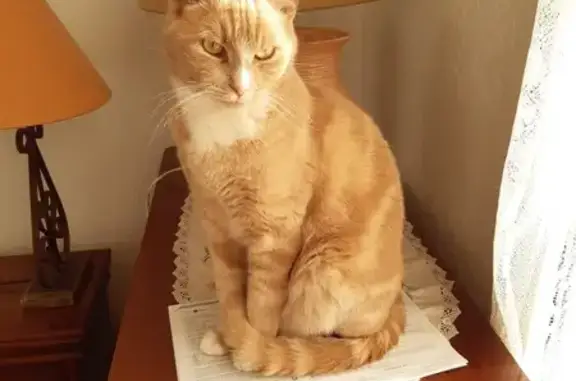 Animaux perdus , photo: Chat roux clair perdu, pattes/poitrail blancs