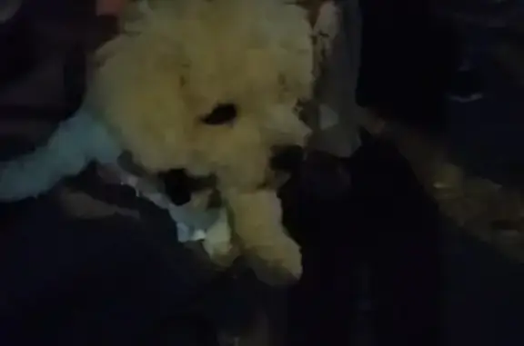 Jeune caniche mâle trouvé à Sanary-sur-Mer - photo