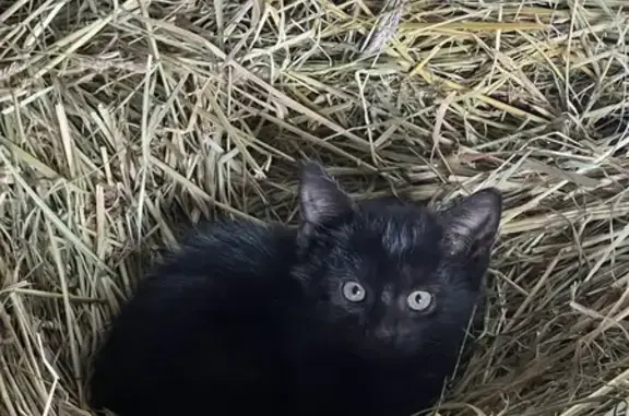 Animaux trouvés , photo: Chatons à donner : 4 disponibles à Conty