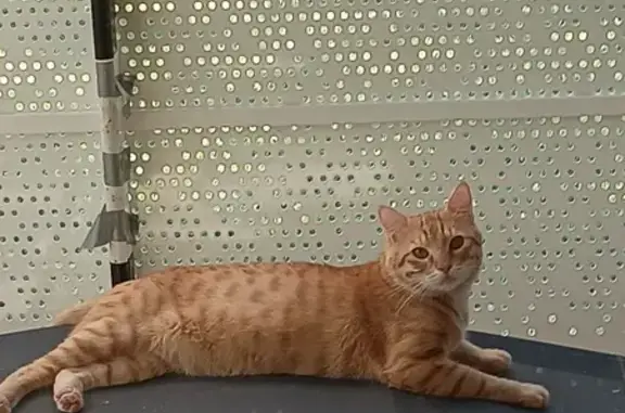 Chat perdu, Lempdes, photo: Chat tigré roux perdu, 1 an, Lempdes