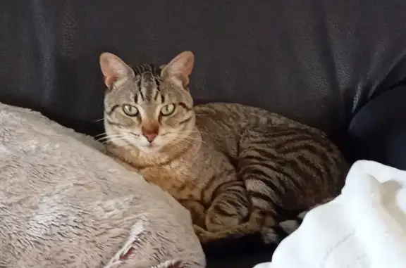 Chat tigré mâle trouvé, affectueux, Les Noës - photo