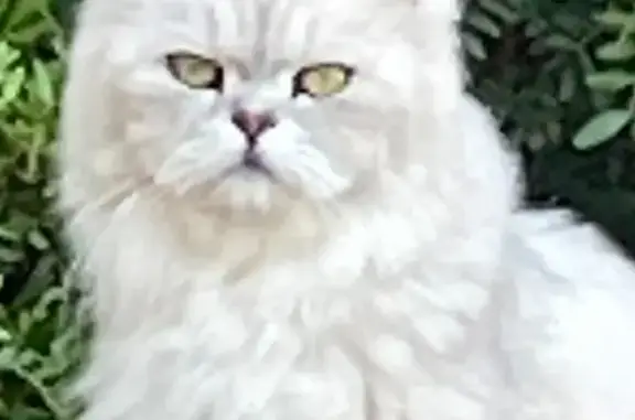 Chat perdu, Savasse, photo: Chatte persane blanche perdue à Allan