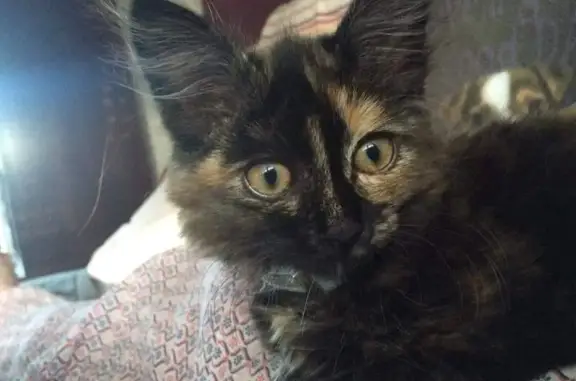 Chatte Nala disparue à Marly (59) - photo