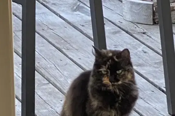 Chat écaille de tortue trouvé à Arsac - photo