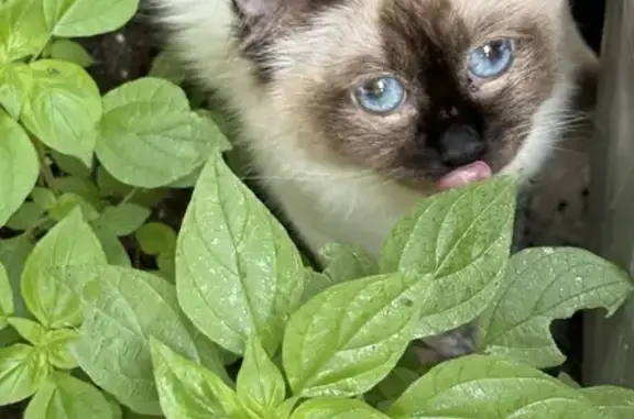 Chat perdu, Nice, photo: Chatte SORA disparue, ses chatons la cherchent