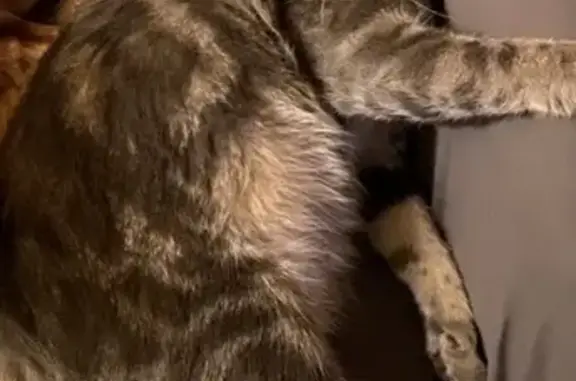 Animaux perdus , photo: Chat perdu, gris tigré, répond à Pipocas