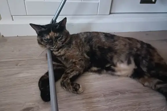 Chat perdu, , photo: Chat écaille de tortue perdu, blessé, craintif