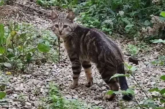 Animaux perdus Bar-le-Duc, photo: Chat mâle tigré disparu à Bar-le-Duc