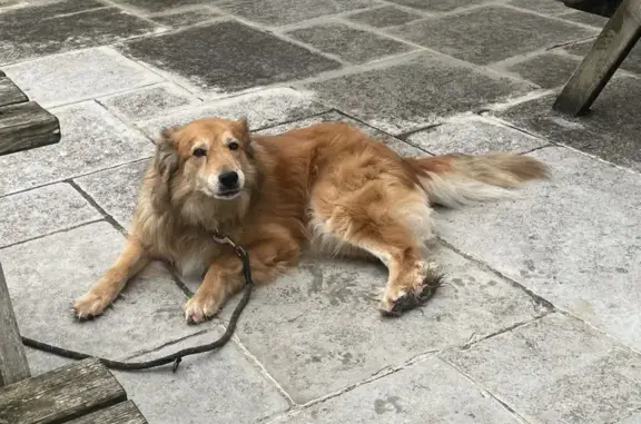 Chien perdu Espelette, photo : Chien labrit et labrador fugue à Espelette