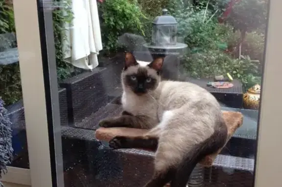 Chat perdu, Dunkerque, photo: Chatte siamoise beige disparue à Dunkerque