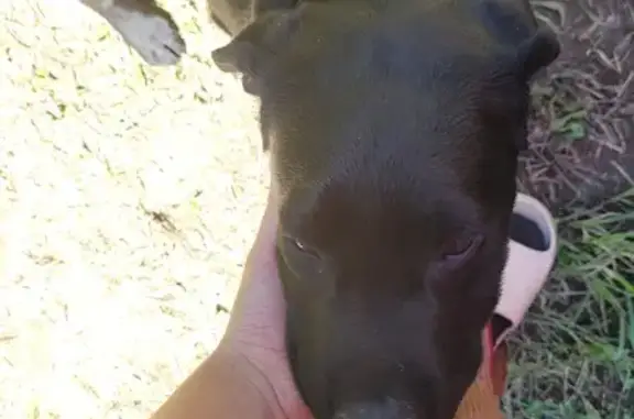 Petit labrador noir perdu à Malemort - photo