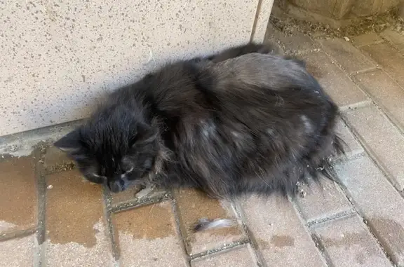 Chat trouvé Benfeld, photo: Chat noir trouvé à Benfeld, rue du Château