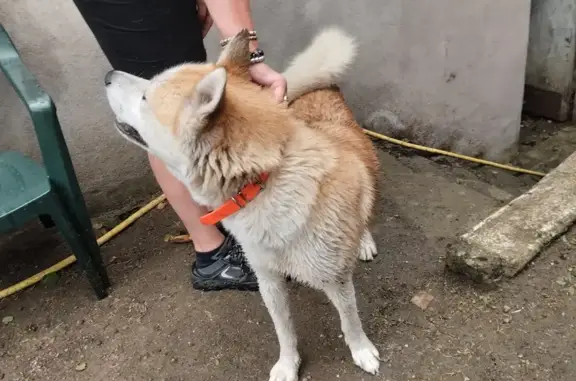 Animaux trouvés Sanvignes-les-Mines, photo: Chien Akita trouvé Rue Voltaire, Sanvignes