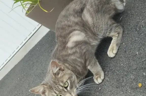 Chat trouvé Montmorillon, photo: Chat tigré gris amaigri trouvé à Montmorillon