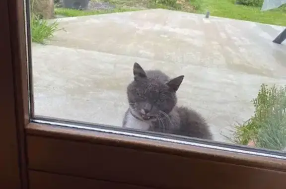 Chatte trouvée à Bois-d'Ennebourg - photo