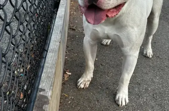 Found Friendly Male Pitbull Mix in Chicago