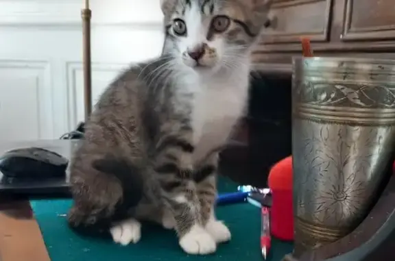 Chat mâle tigré 1 an disparu à Périgueux - photo