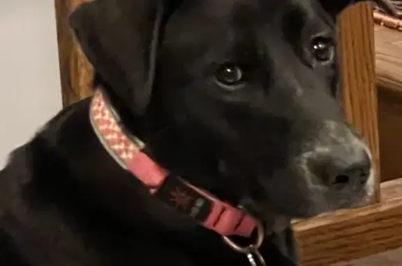 Missing: Anxious Lab Mix, Pink Collar, Edwardsburg