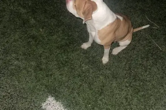 Found: Male Red Nose Pit Bull in Chicago