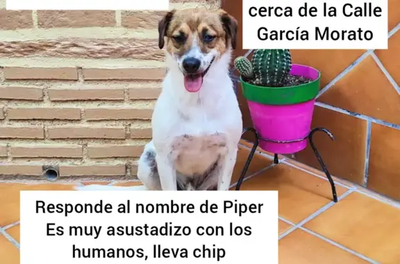 Perro Perdido: Piper, Blanco y Marrón en Villahermosa