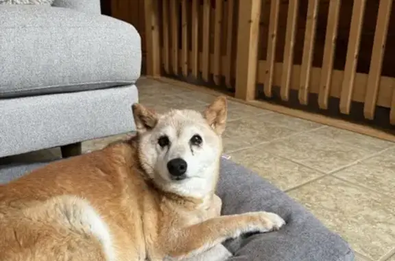 Missing Shiba Inu, 14, Near Bruce Hill