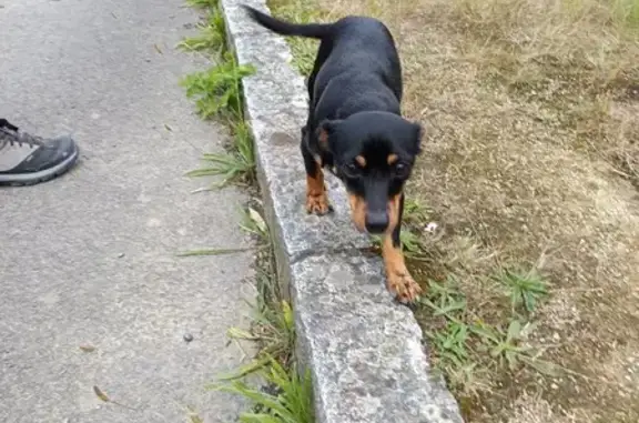 Chienne trouvée rue du Hameau, Dol-de-Bretagne - photo