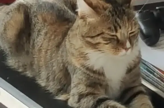 Chatte tigrée disparue à La Plaine-sur-Mer - photo