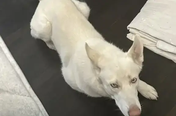 Lost White Husky on S. Halsted St, Chicago