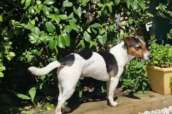 Animaux perdus Aucamville, photo: Chien perdu : Jack Russell mâle 5 ans, Aucamville