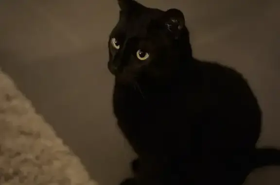 Animaux perdus Mérignac, photo: Chat noir mâle perdu à Mérignac