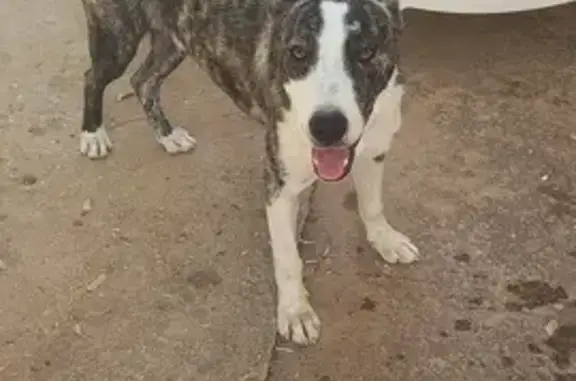 Cachorro Atigrado Encontrado en Alhaurín el Grande